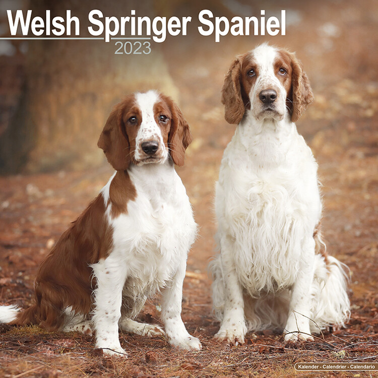 Koledar 2027 Welsh Springer Spaniel