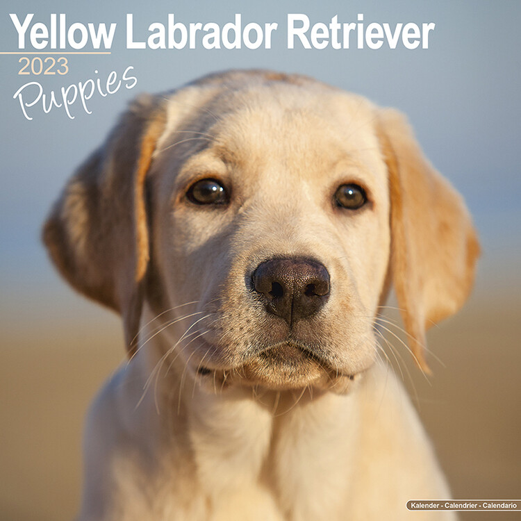 Ημερολόγιο 2027 Labrador Ret - Yellow - Puppies