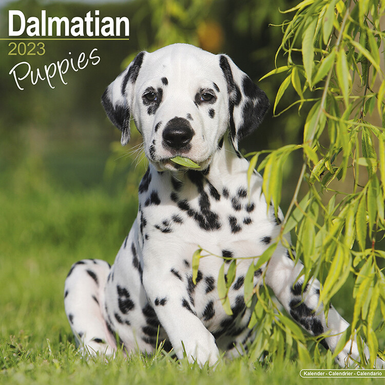 Ημερολόγιο 2027 Dalmatian - Pups