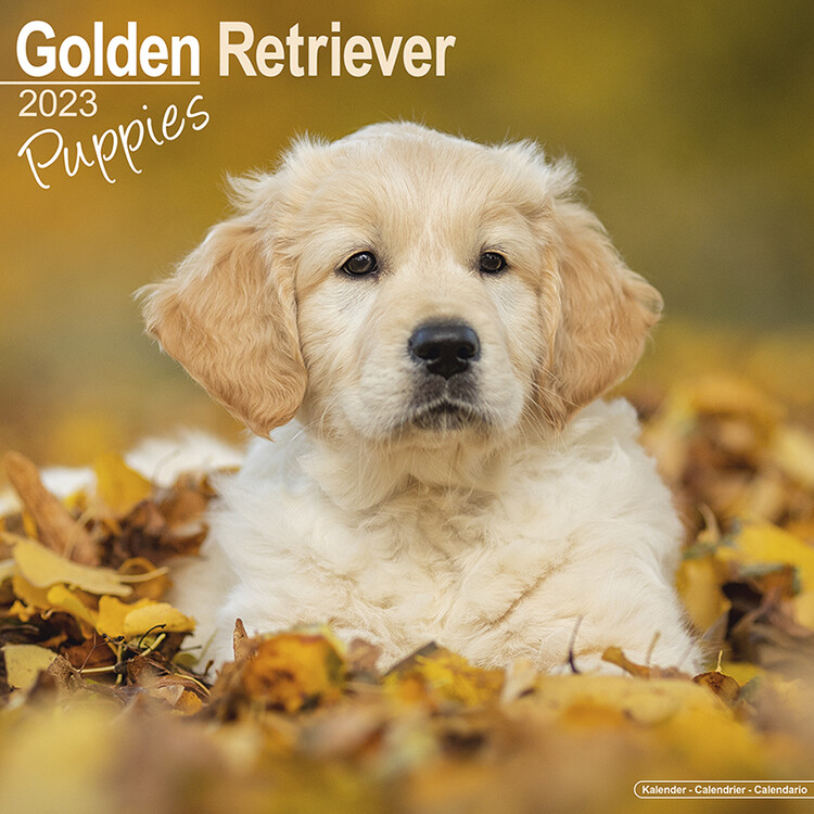 Kalenteri 2027 Golden Retriever - Pups