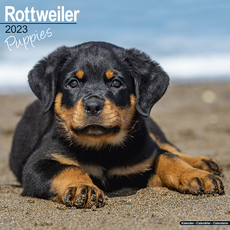 Calendar 2023 Rottweiler - Pups
