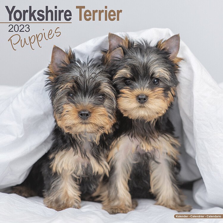 Calendário 2027 Yorkshire Terrier - Pups