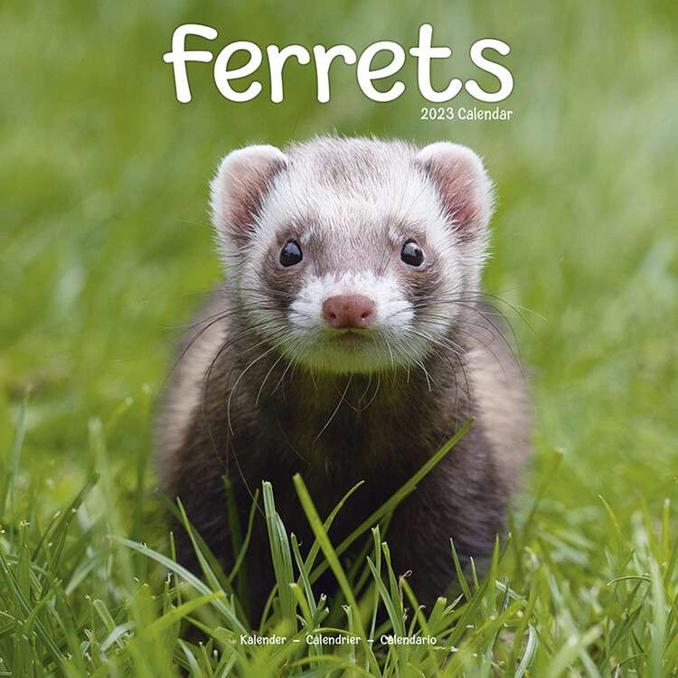 Calendar 2027 Ferrets