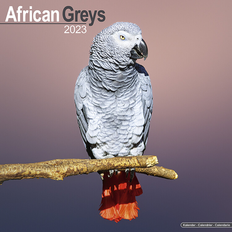 Календар 2027 African Greys