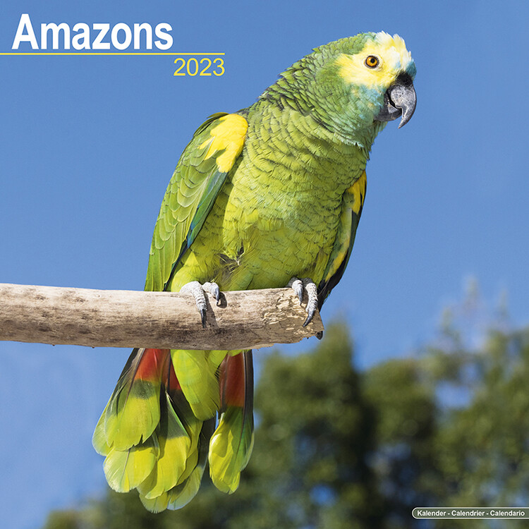 Calendar 2027 Amazons
