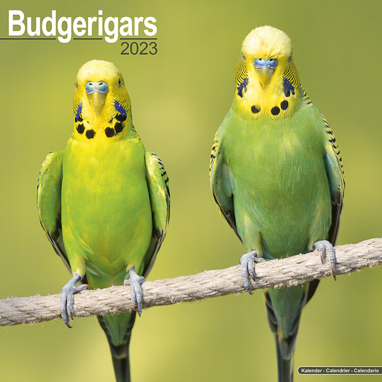Kalenteri 2027 Budgerigar