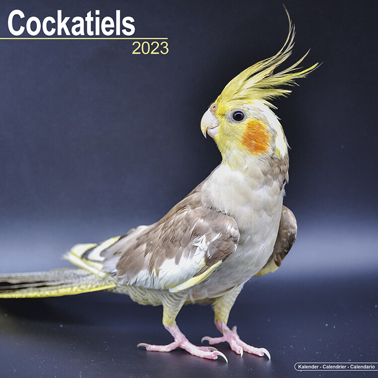 Calendar 2023 Cockatiels