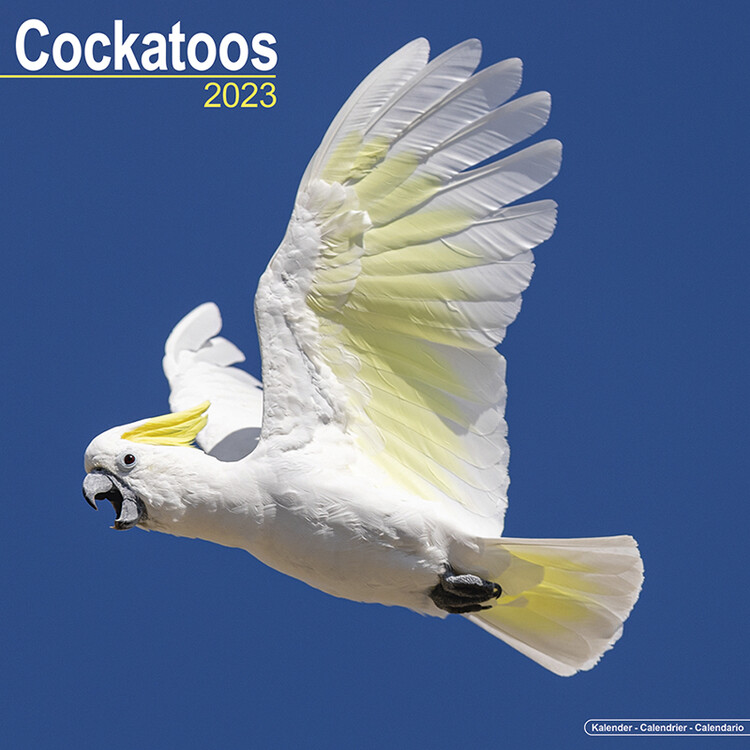 Calendar 2027 Cockatoos