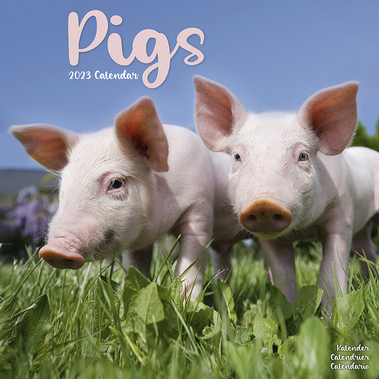 Koledar 2027 Pigs