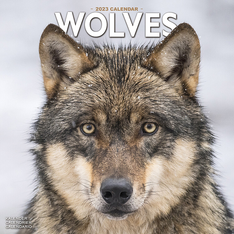 Kalendar 2027 Wolves