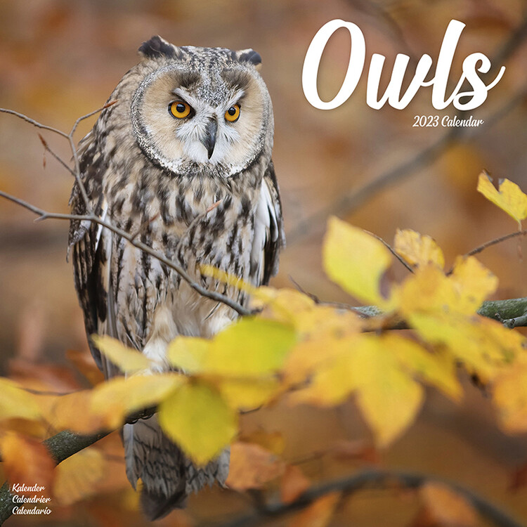 Calendário 2027 Owls