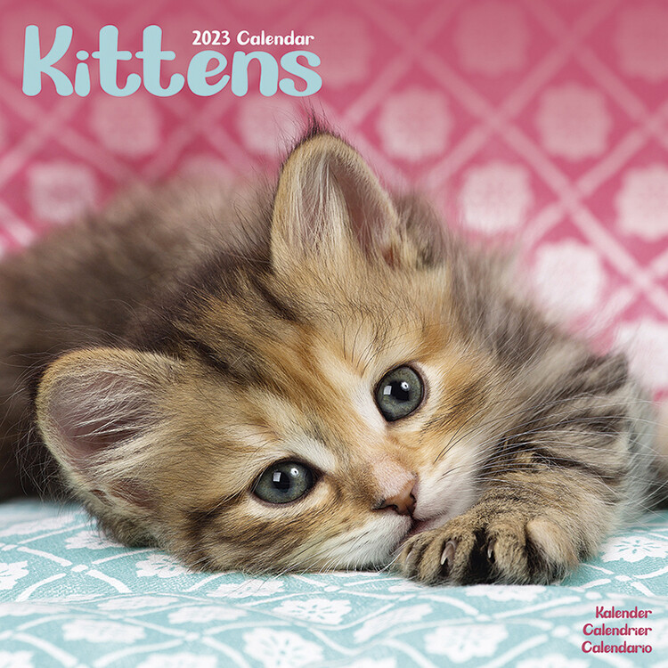Calendar 2027 Kittens