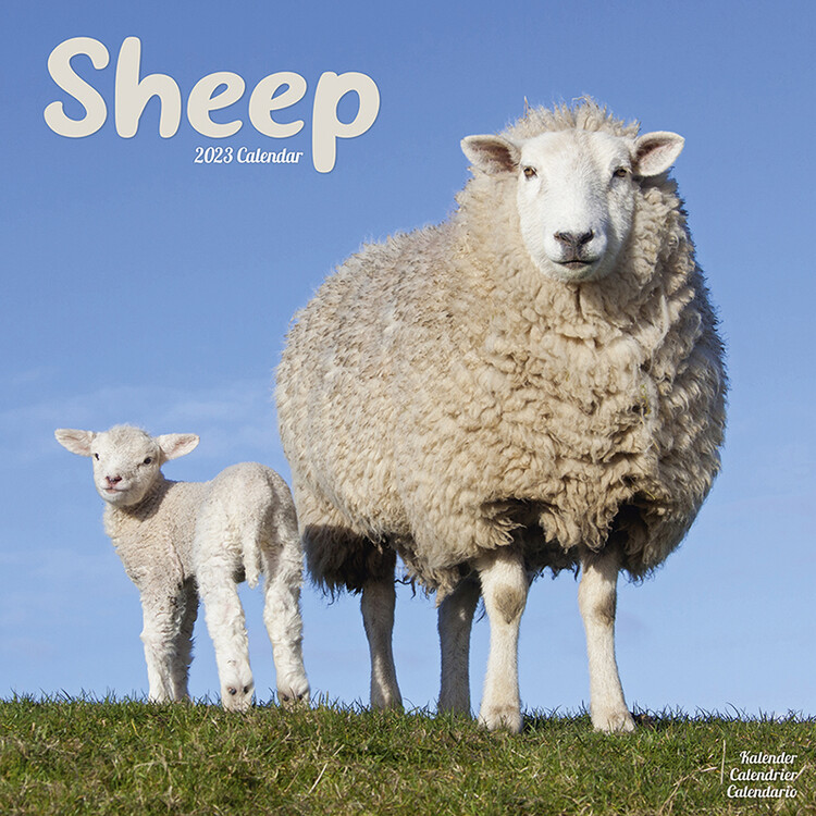 Kalendar 2027 Sheep