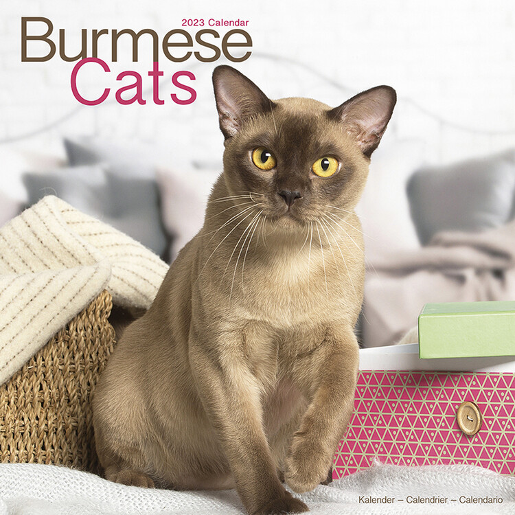 Calendar 2027 Cats - Burmese