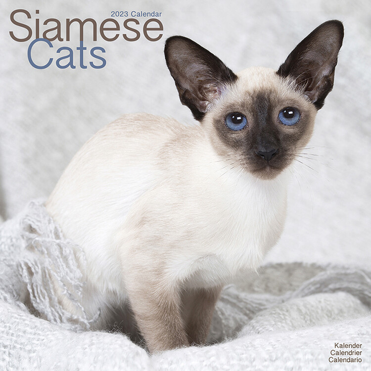 Calendar 2027 Cats - Siamese