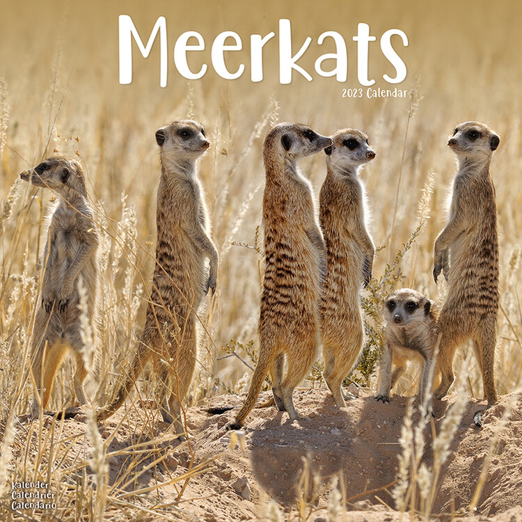 Calendar 2027 Meerkats