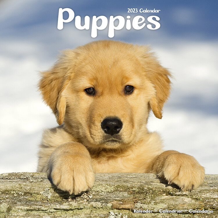 Calendar 2027 Puppies