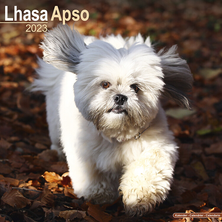 Ημερολόγιο 2027 Lhasa Apso