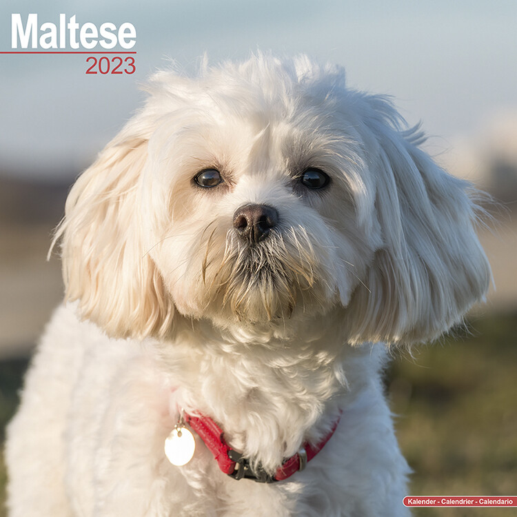 Календар 2027 Maltese