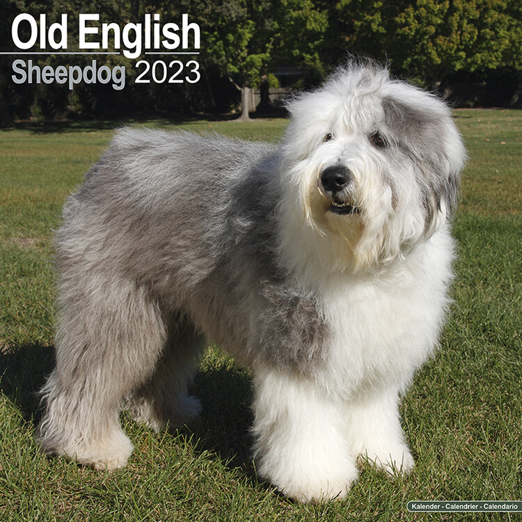 Ημερολόγιο 2027 Old English Sheepdog