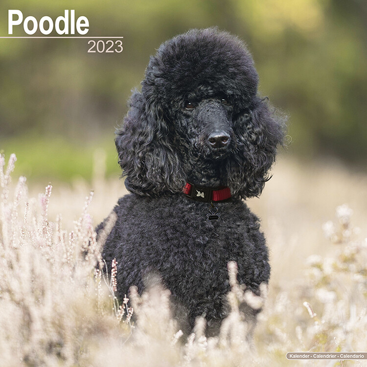 Calendar 2027 Poodle