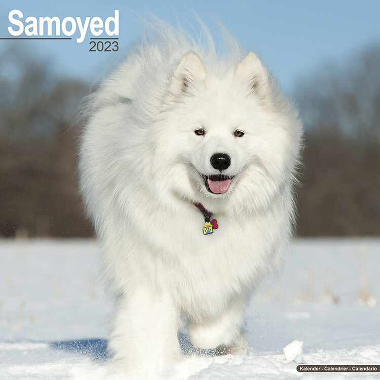 Calendar 2027 Samoyed