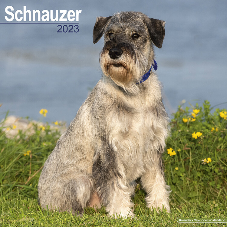 Koledar 2027 Schnauzer