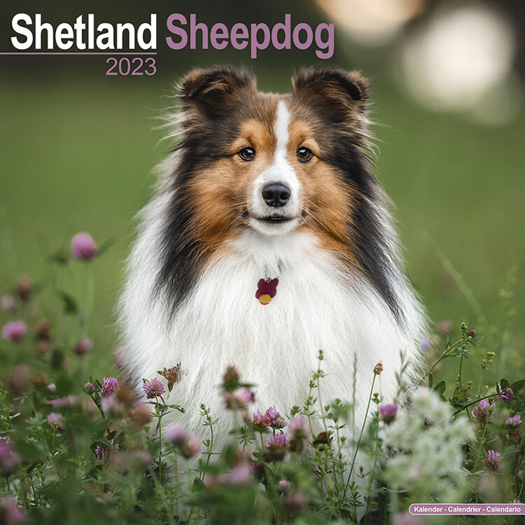 Ημερολόγιο 2027 Shetland Sheepdog