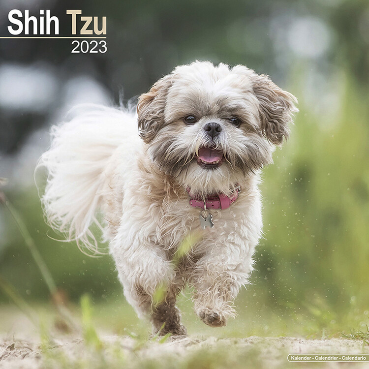 Calendar 2023 Shih Tzu