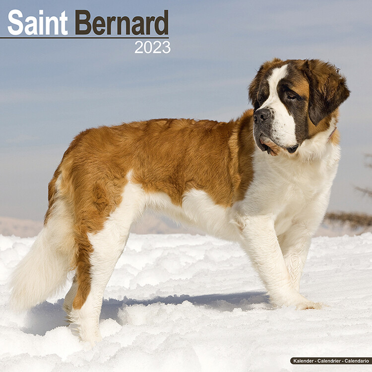 Koledar 2027 Saint Bernard