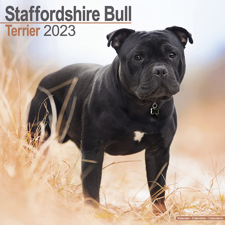 Календар 2027 Staffordshire Bull Terrier