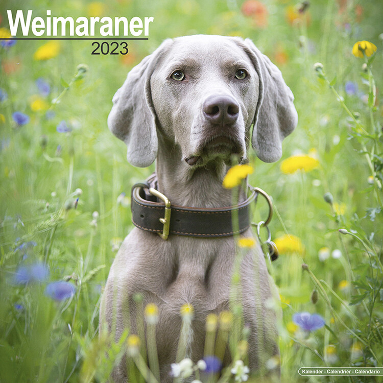 Ημερολόγιο 2027 Weimaraner