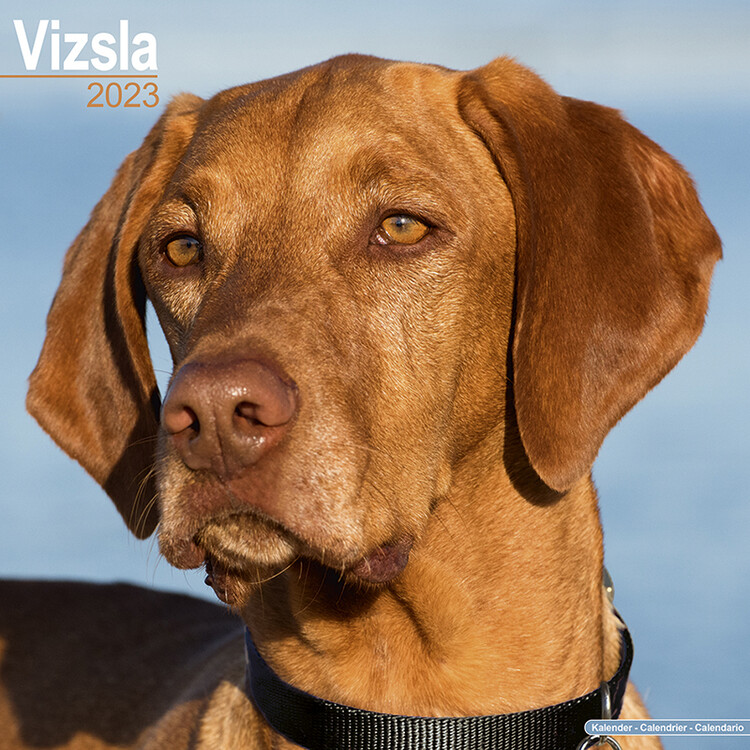 Ημερολόγιο 2027 Vizsla