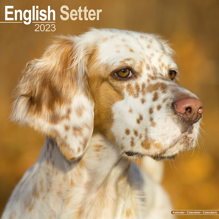 Ημερολόγιο 2027 English Setter