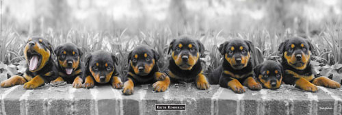 Плакат Keith Kimberlin - puppies