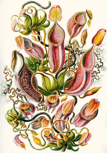 Футболка Nepenthaceae, 1899