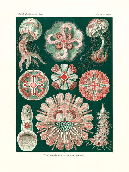 Плакат Discomedusae, 1899-1904