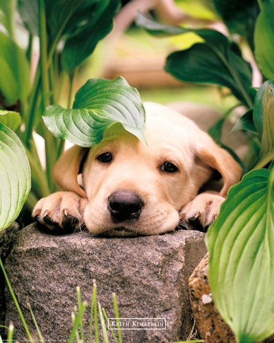 Poster Keith Kimberlin - leaf