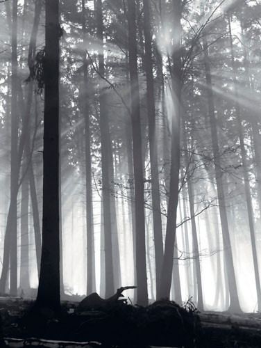 Εκτύπωση τέχνης Forest Dawn