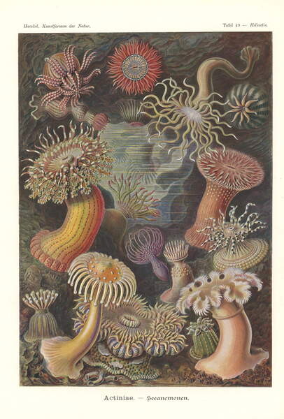 Slika na platnu Actiniae - Sea anemone