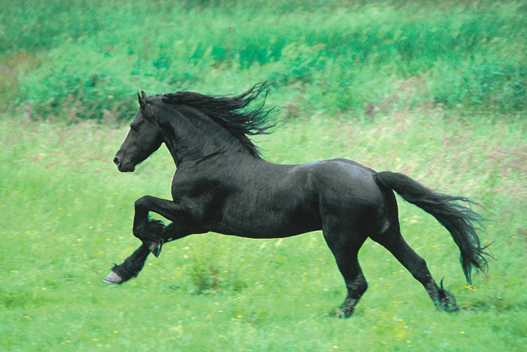 Плакат Black horse running