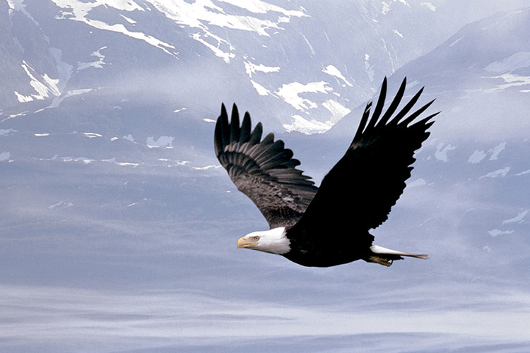 Poster Bald eagle flying over