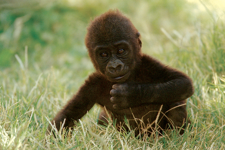 Poster Gorilla baby