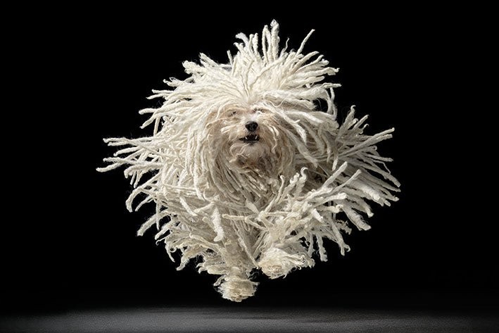 Плакат Tim Flach - flying mop