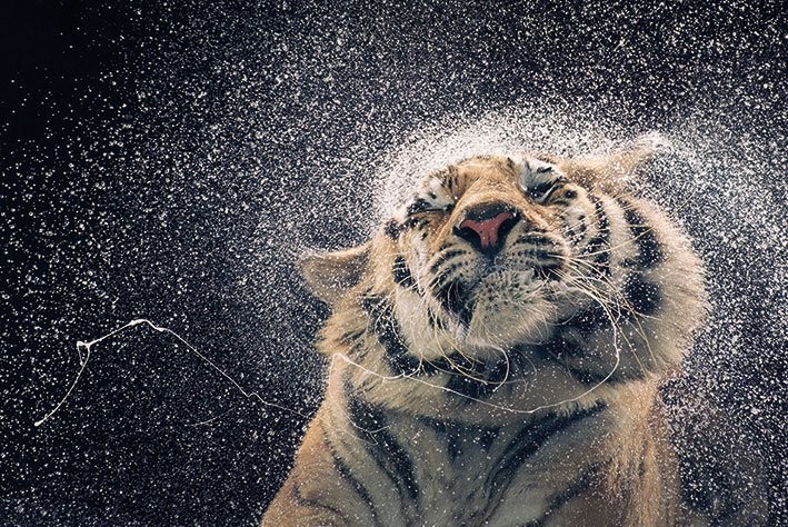 Плакат Tim Flach - kanja