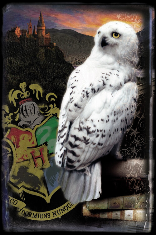 Αφίσα Harry Potter - Hedwig