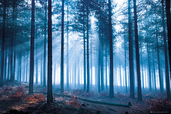 Poster Tom Mackie - forest