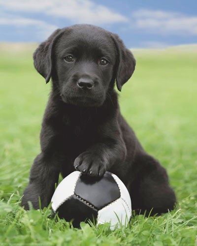 Плакат Dog - labrador football