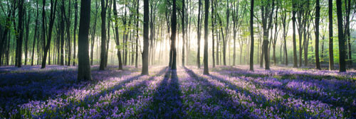 Плакат Enchanted forest