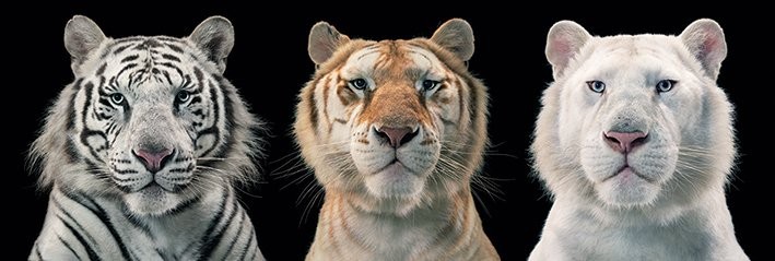 Плакат Tim Flach - tiger breeding series